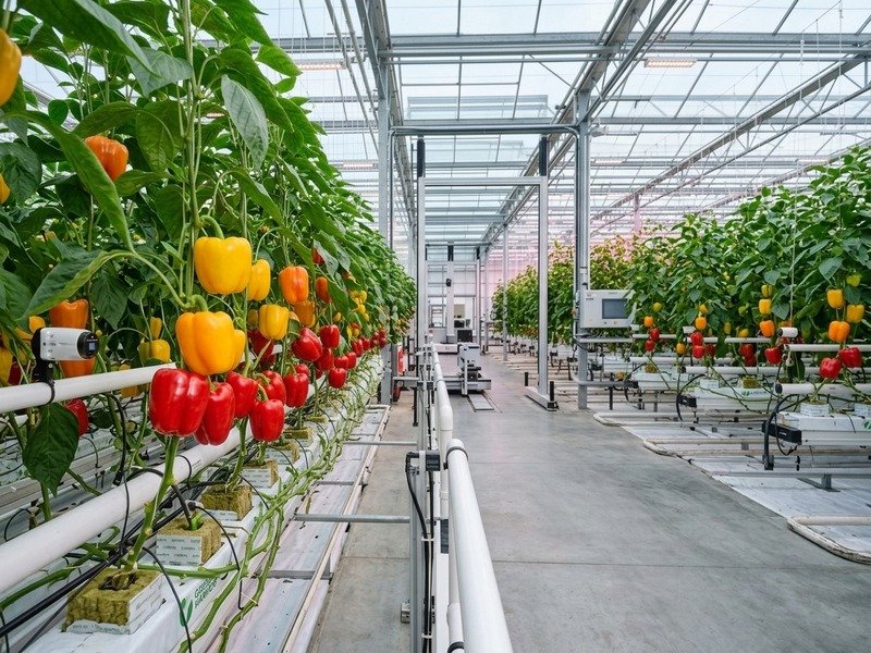 Polyhouse Exotic Vegetables